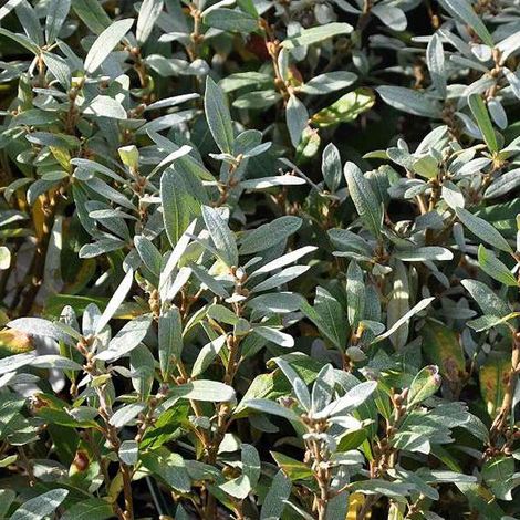 Saule suisse - Salix helvetica  - 25-30 cm pot