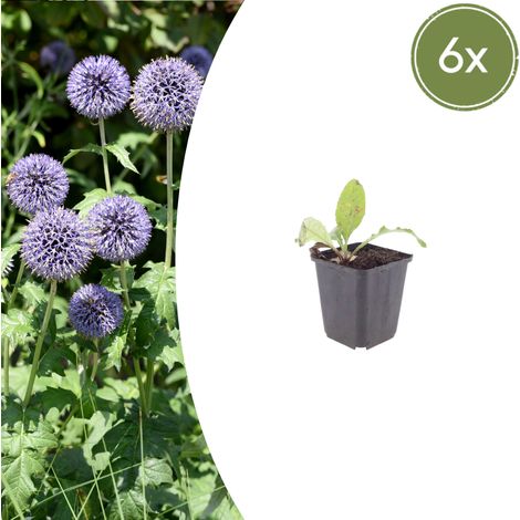 Lot de 6 Echinops ritro - Chardon Boule Vivace - Fleurs Bleu Acier - Hauteur 10-25 cm - Ø 9 cm - PANGIVO (1/5)