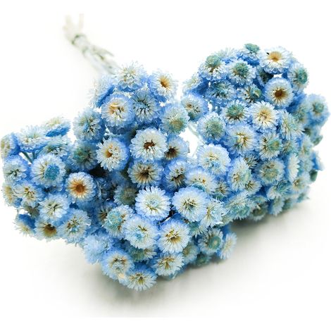 Hélichryse italienne séchée - (Helichrysum italicum) - Bleue (1/5)