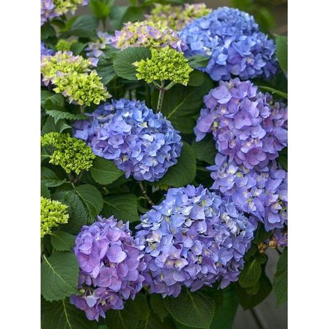 Hortensia 'Flair & Flavours' Sweet Cupcake Pot de 4L/5L (1/2)