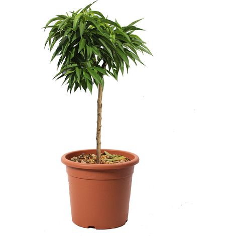 Prunus Persica - Pesco Nano - Pianta da Frutto da Giardino - Vaso Ø 24 cm (1/3)
