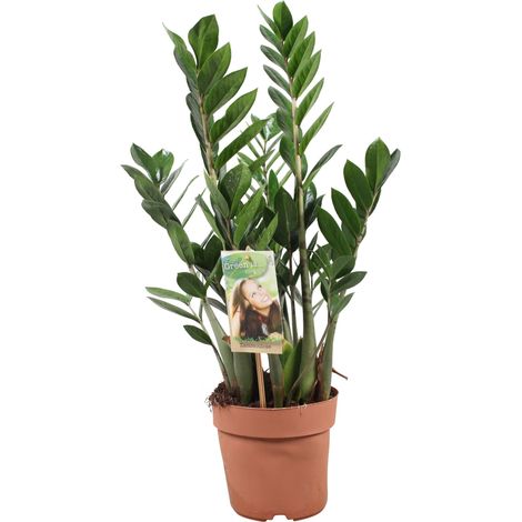 Zamioculcas zamiifolia (plante verte) - Pot de 17 cm - Hauteur : 55-65 cm (1/5)
