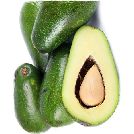 PIANTA PERSEA AMERICANA PIANTA DI AVOCADO ETTINGER H 100CM