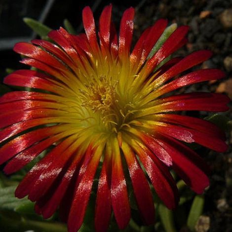 Delosperma Orange Wonder®, Pourpier vivace/Pot de 3L - 20/40 cm