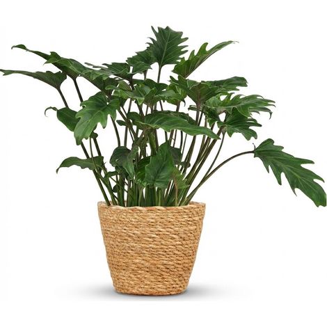 Philodendron Xanadu Plante d'Intérieur avec Panier Décoratif Vert Hauteur 60 cm Pot Ø 19 cm - PANGIVO (1/5)