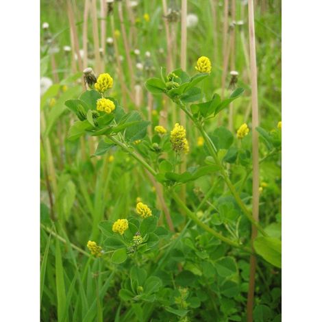 Luzerne lupuline (Medicago lupulina) 10 kg semences enrobées, luzerne lupuline