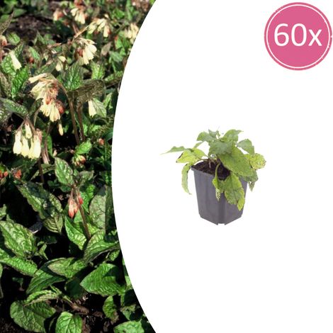 Lot de 60 Consoudes Symphytum grandiflorum Couvre-sol Vigoureux Fleurs Crème 10-25 cm Ø9 cm - PANGIVO (1/5)