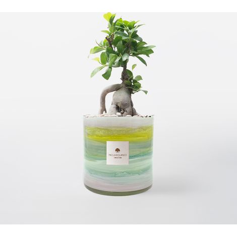 Bonsai Ficus Ginseng in vaso vetro decorato a mano Tramonto H 15 - Multicolore 1