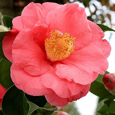 1 PIANTA DI CAMELIA JAPONICA WHEELER VASO 17CM