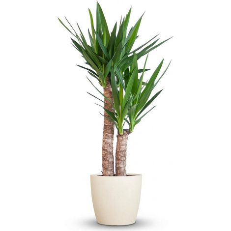 Yucca Elephantipes - Plante d'Intérieur avec Pot Blanc Biodégradable - Hauteur 90 cm Ø21 cm - PANGIVO (1/4)