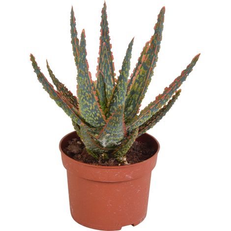 Aloe zebrina Dannyz - Plante Grasse Succulente d'Intérieur - Feuilles en Étoile Vert et Orange - Ø 10,5 cm - PANGIVO (1/4)
