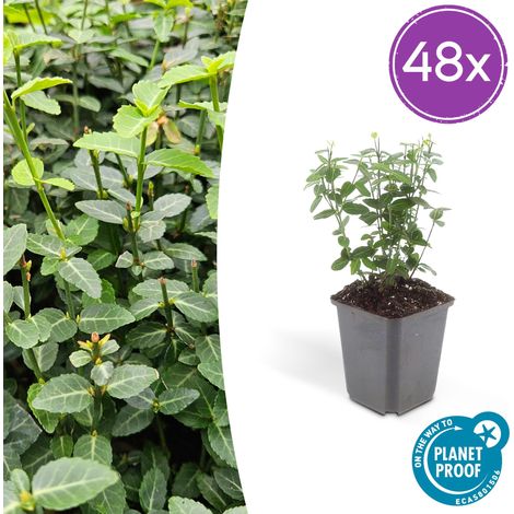Lot de 48 Euonymus fortunei radicans - Fusain de Fortune Couvre-sol Persistant - 10-25 cm Ø9 cm - PANGIVO (1/5)