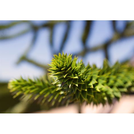 Andentanne Araucaria araucana C 10 50- 60