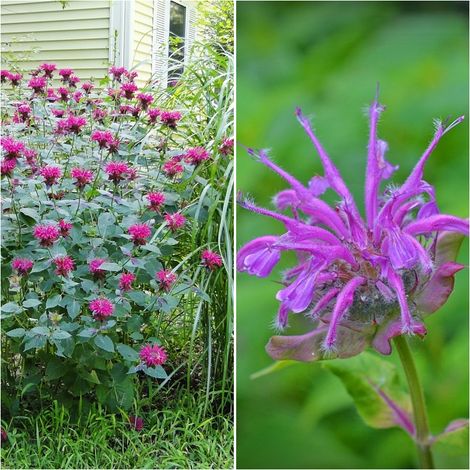 Semillas de B�lsamo Abeja Lim�n. Monarda Citriodora