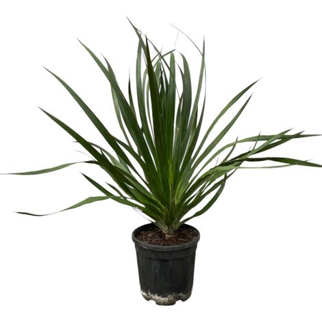 Dracaena Draco - Dragonnier des Canaries - Plante d'Intérieur Exotique - Vert - 100 cm - Ø24 cm - PANGIVO