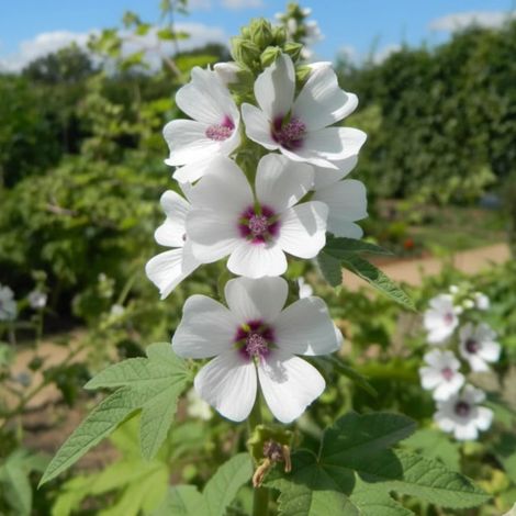Guimauve, Mauve officinale/Godet