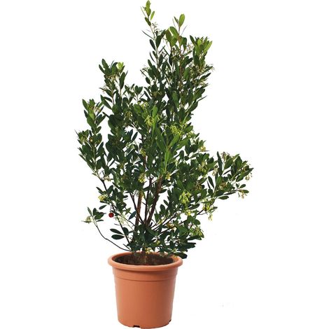 Arbutus Unedo Corbezzolo - Piante da Esterno Vere Albero da Frutto - H 125-150 cm Vaso Ø 30 cm