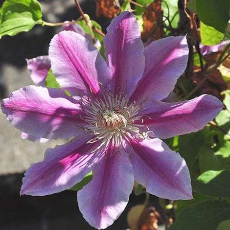 Clématite  - Clematis 'Doctor Ruppel'  - 50-60 cm pot