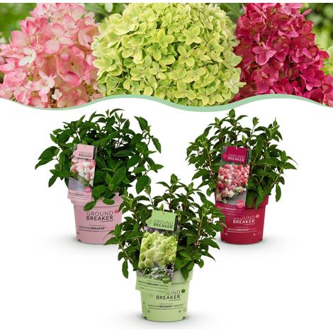 Hydrangea paniculata Groundbreaker Blush Lot de 3 Hortensias Compacts Rose Vert Rouge - PANGIVO (1/5)