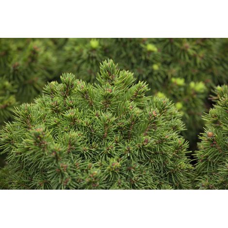 Kugelfichte 'Alberta Globe' Picea glauca 'Alberta Globe' 2L 15- 20