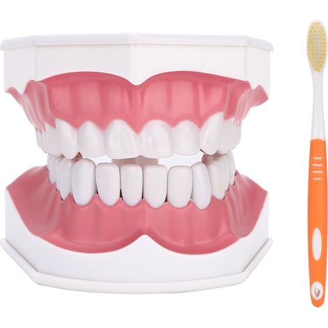 Modèle dentaire : étudier des dents standard et démontrer la réparation des caries à l’aide d’une brosse à dents. (1/5)