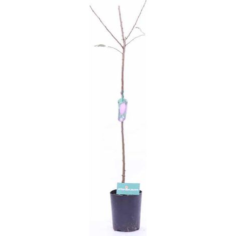 1 plant /tree (approx 1m) - Prunus (angeleno plum)