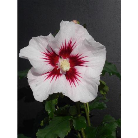 Mauve en arbre Pinky Spot® 'minspot' Pot de 4L/5L (1/2)