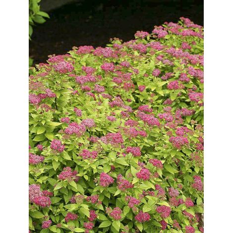 Spirée japonaise 'Double Play Gold' Pot de 2L/3L