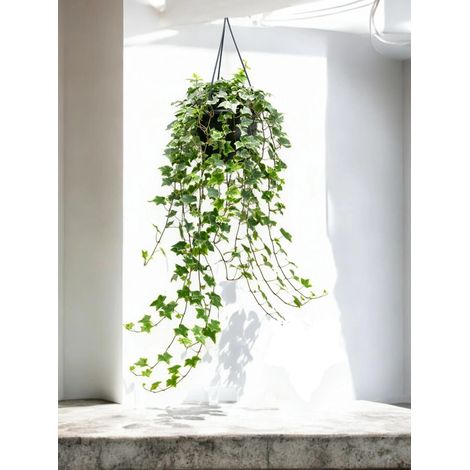 Gardenaria Edera - Hedera helix 'Mint Kolibri' - Pianta da interno ornamentale - Altezza: 50 cm (vaso 19) (1/5)