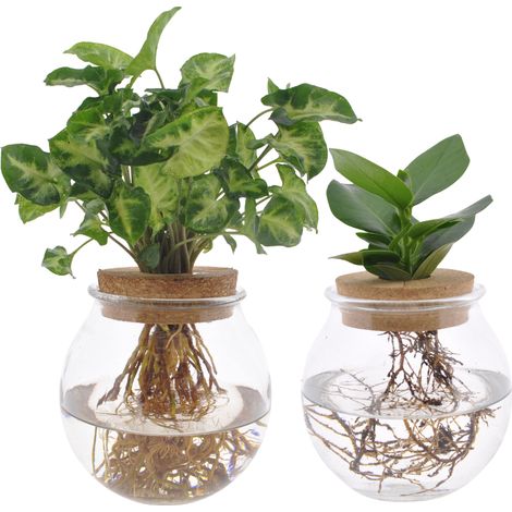 Duo de Plantes Vertes en Hydroponie Clusia et Syngonium - Vases en Verre Ø12 cm - Lot de 2 - 30 cm - PANGIVO