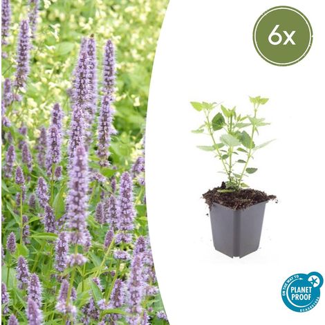 Agastache 'Blue Fortune' Lot de 6 Plantes Vivaces Mellifères Fleurs Bleu Lavande 10-25 cm - PANGIVO (1/5)