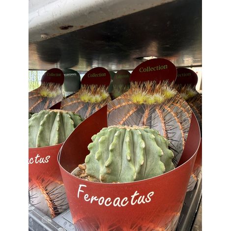 Ferocactus glaucescens vaso 14 cm – Cactus
