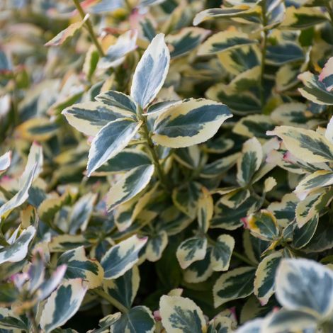 Chalef Gilt Edge - Elaeagnus ebbingei Gilt Edge 40cm en pot (1/3)