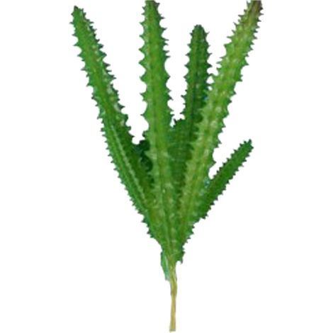 Plante Succulente Artificielle en PVC Souple Mini Verte Fake Réaliste pour Décoration Bureau Maison 1 Pièce (1/5)