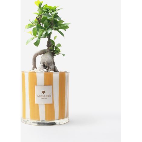 Bonsai Ficus Ginseng in vaso di vetro decorato a mano Millerighe H 15 - Arancione