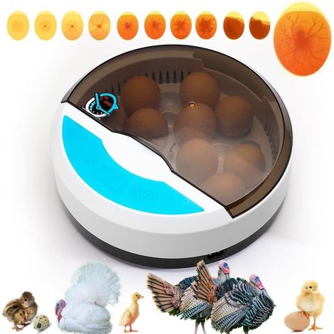 Couveuse Oeuf Automatique - Incubateur Oeuf Poule 9 Oeufs avec contrôle de la température - idéal pour pour Volaille Caille Oie (1/5)