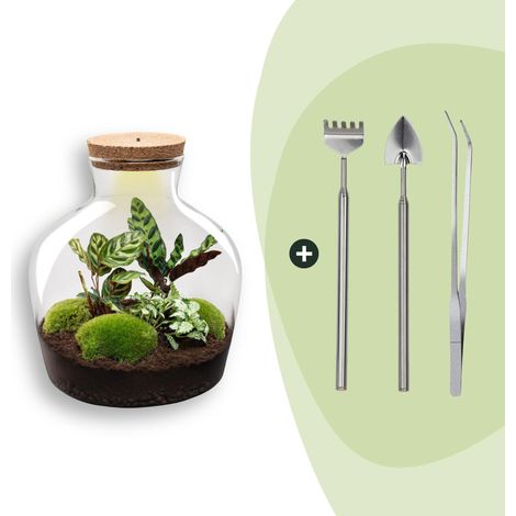 Terrarium pour Plantes Kit DIY avec Lumière Écosystème Autonome Ø 29 x 30 cm - PANGIVO (1/3)