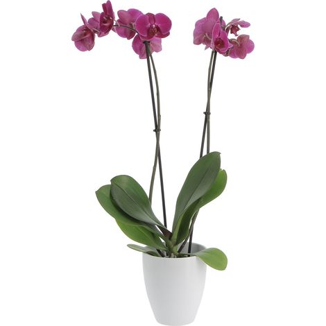 Orchidea Phalaenopsis Fucsia con Vaso in Ceramica Alaska - Piante Fiorite Vere da Interno - H 60-70 cm Vaso Ø 12 cm (1/4)