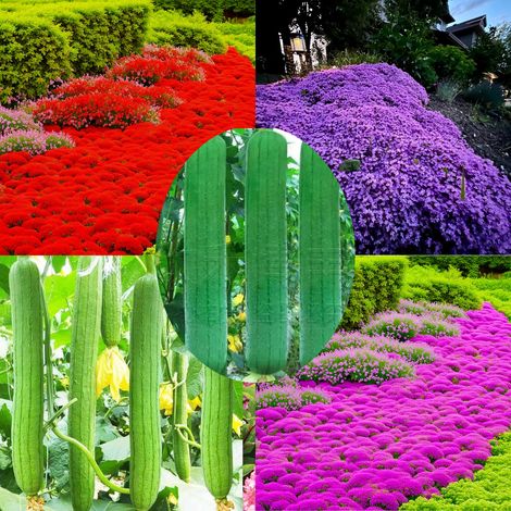 20.000 Samen rosa Thymian + 20.000 Samen roter Thymian + 20.000 Samen violetter Thymian + 700 Luffasamen — Für die Aussaat im Freien
