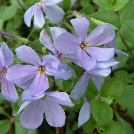 4 x Phlox rampant  - Phlox stolonifera 'Blue Ridge'  - godet 9x9 (1/5)