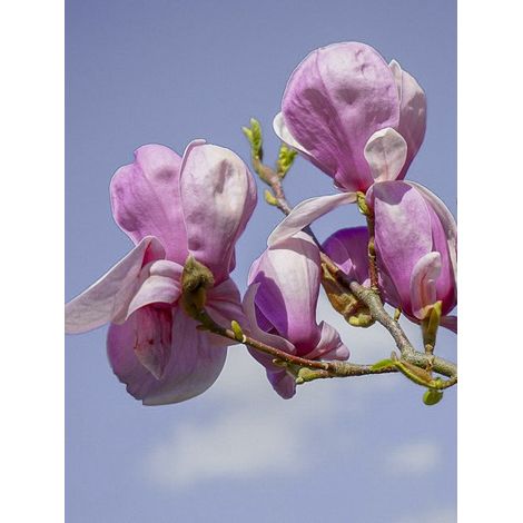 Magnolia dénudé 'Festirose ' Pot de 7,5L/10L (1/4)