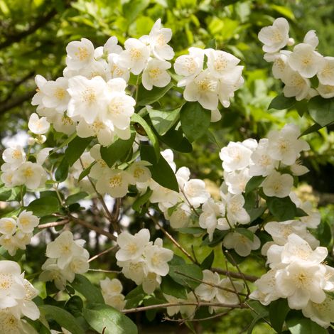 Seringat - Philadelphus Coronarius 3L (1/4)