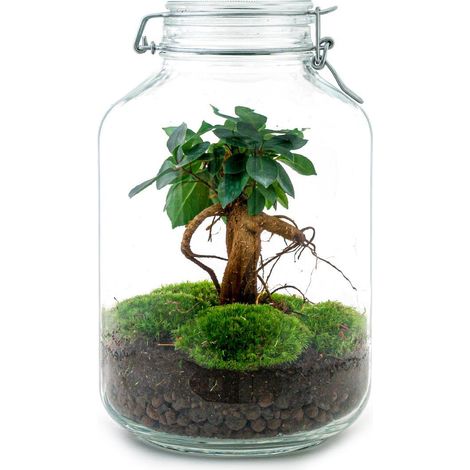 Kit Terrarium DIY avec Bonsaï Ficus Ginseng Écosystème Autonome en Verre H 28 cm Ø 18 cm - PANGIVO (1/3)
