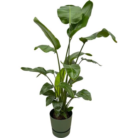 Strelitzia Nicolai - Oiseau du Paradis Blanc avec Pot Vert - 160 cm - Ø30 cm - PANGIVO