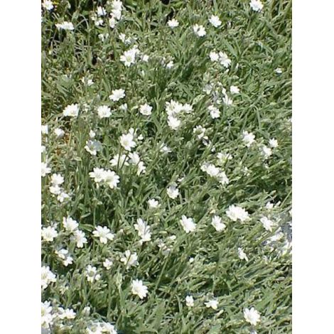 Oreille de souris, Céraiste 'Columnae' Pot de 2L/3L (1/2)