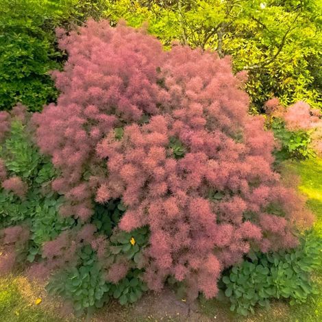 Pépinières Naudet – Arbre à perruques – Cotinus coggygria – Feuillage caduc – Hauteur à maturité 3-5m – Floraison estivale – Excellente rusticité jusqu'à -15°C (1/5)