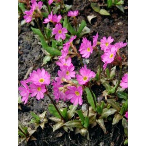 Primevère rose Godet de 7/8 cm (1/3)