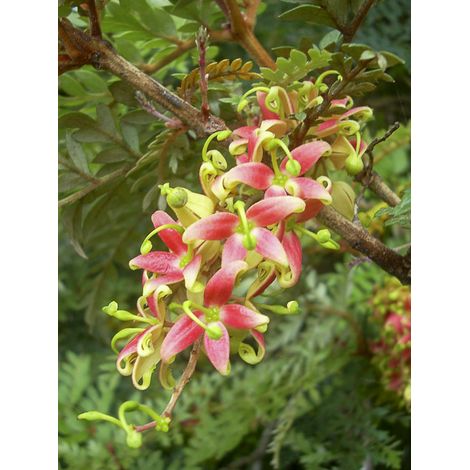 Lomatia ferruginea Pot de 3L/4L (1/2)