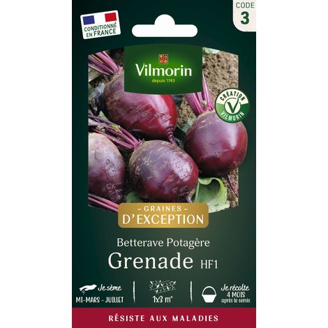 Betterave Potagère Grenade HF1 - Graines d'Exception Vilmorin (1/2)
