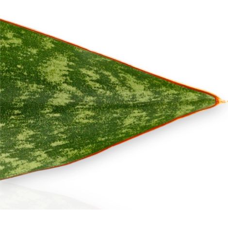 Gardenaria Sansevieria jamaiquina 'Queen' - Pianta da interno ornamentale - Altezza: 30 cm (vaso 14) (1/5)